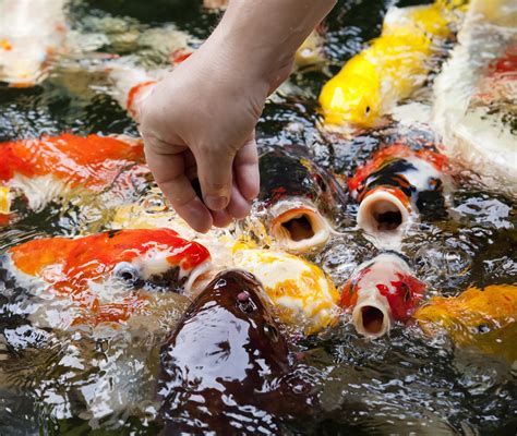 錦鯉和龜混養如何餵食?是否應該考慮鯉魚的食性與龜的不同?