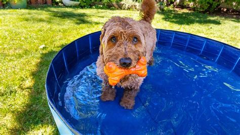 怎麼給幼犬涼體溫與幼犬飲水的重要性